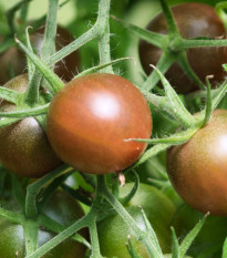 BIO Rajče černé Cherry - Solanum lycopersicum - bio semena rajčete - 6 ks
